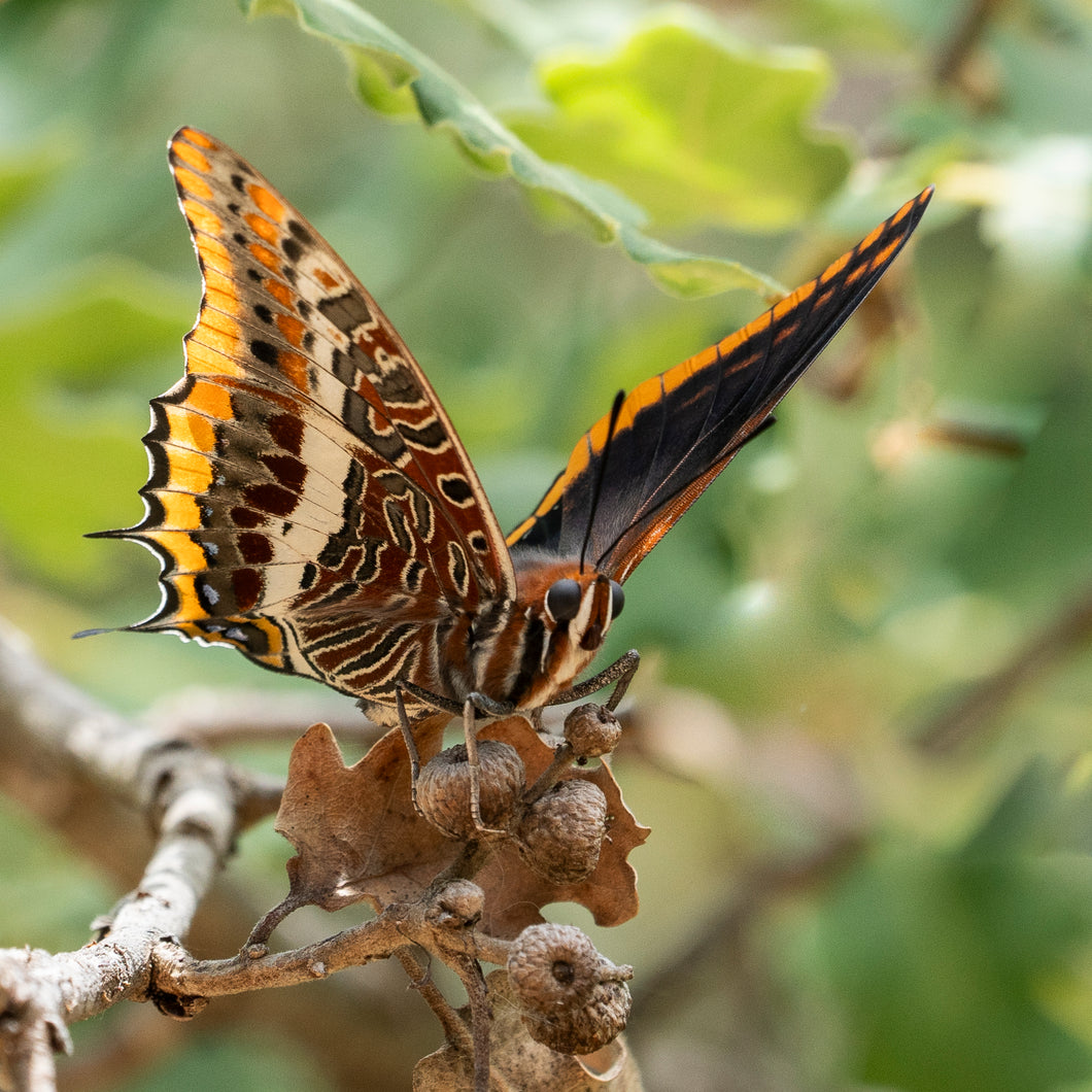 Charaxes Jasius | Jordbærtræsommerfugl  40x40 & 60x60